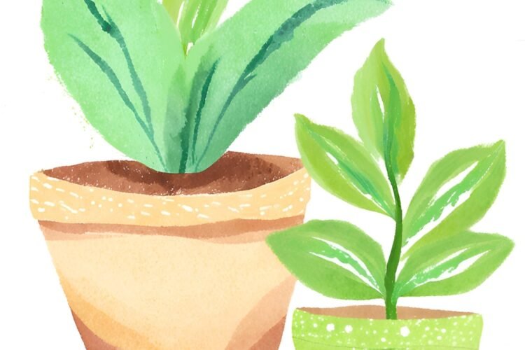 Which Baby Plant to Grow at Home According to Indian Culture?