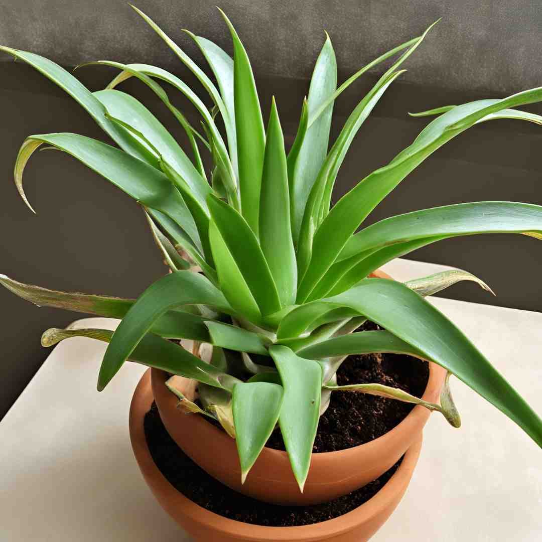 Which indoor plants can be placed in the house to get clean air and reduce pollution?