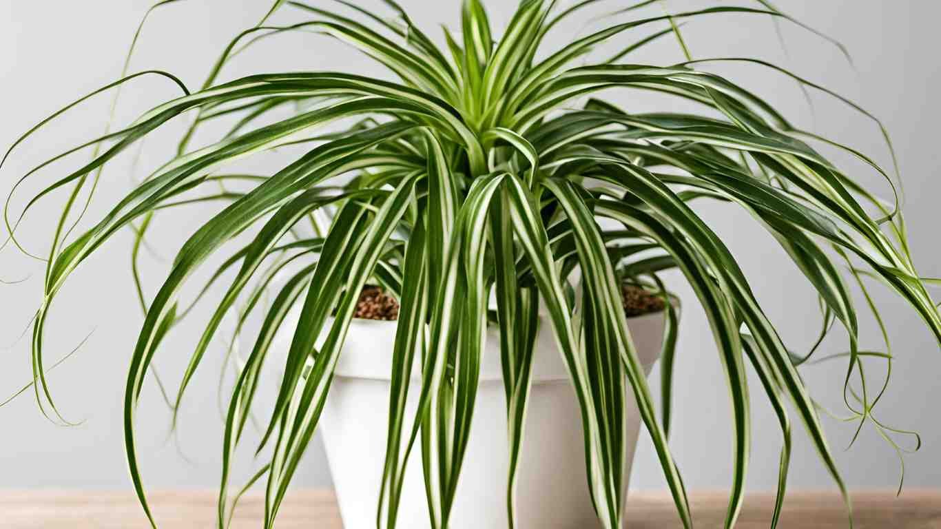 indoor-plant-3